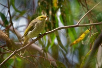 Medosavka zlutohlava - Ptilotula penicillata - White-plumed Honeyeater o1802